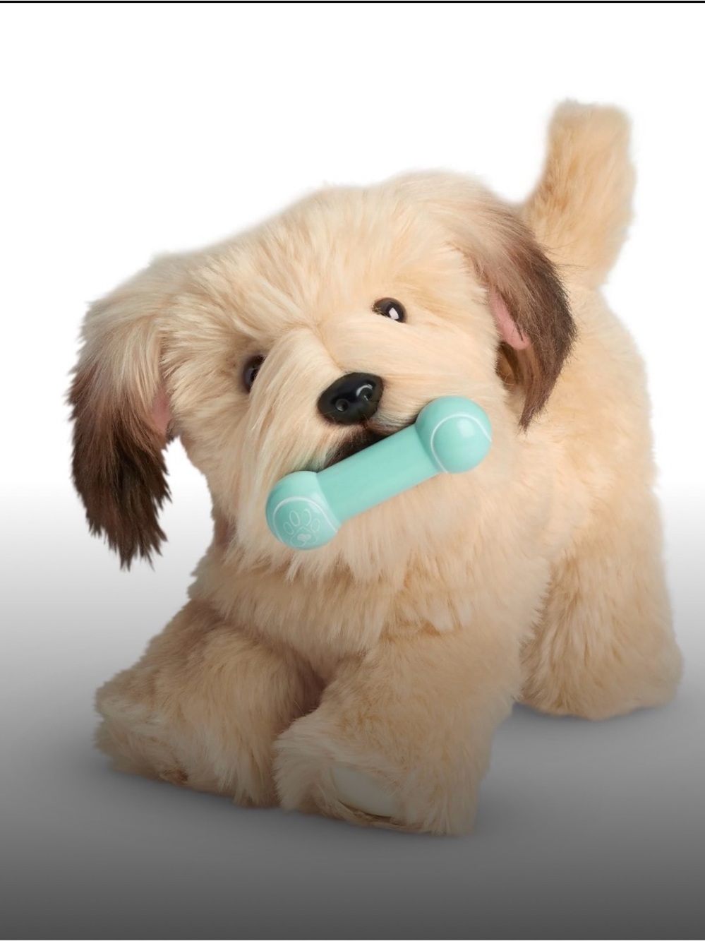 American girl The Wheaten Terrier Puppy 2018
